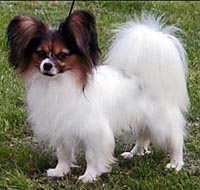 фото папийона Toymaker`s French Connection