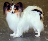 фото папийона Vittoria's Let's Twist Again