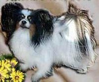 фото папийона Vittorias True Love