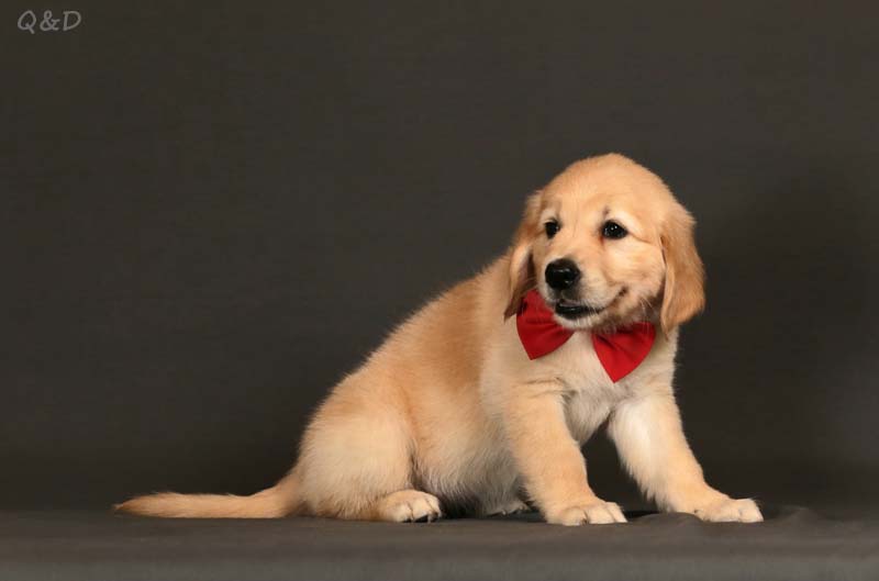 Золотистый ретривер, девочка с красной бабочкой  фото