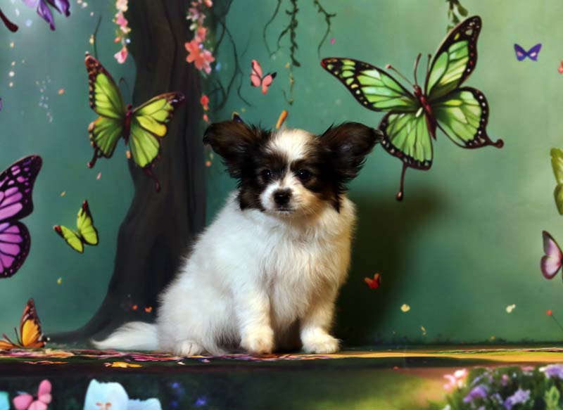 Папийоны  фото