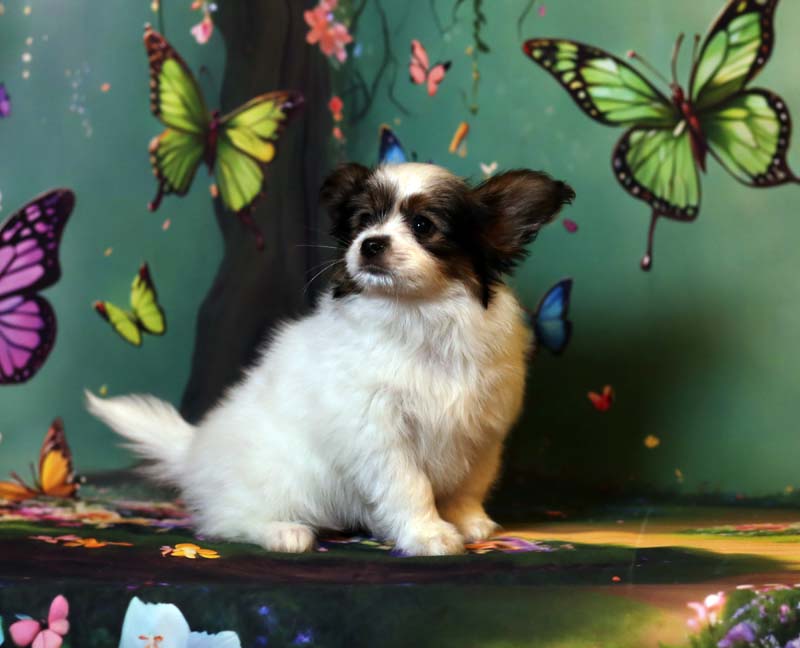 Папийоны  фото