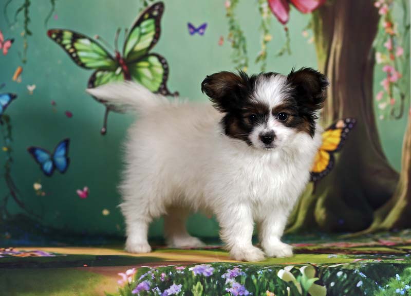 Папийоны  фото