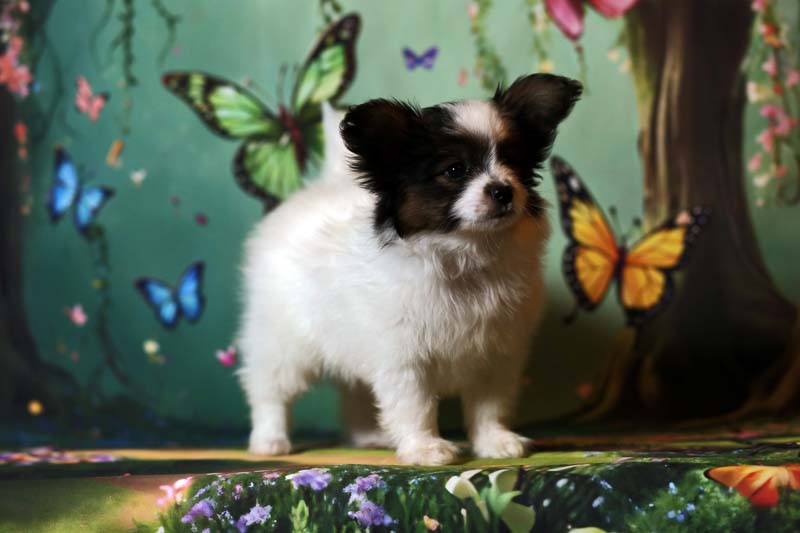 Папийоны  фото