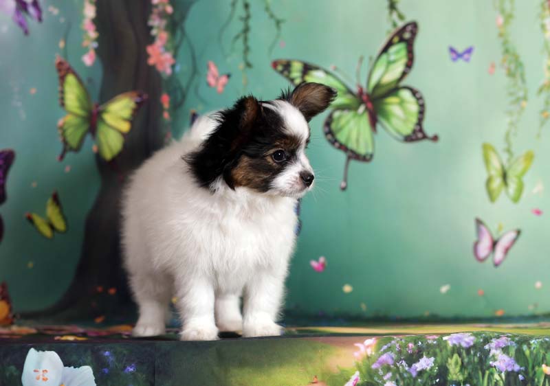 Папийоны  фото