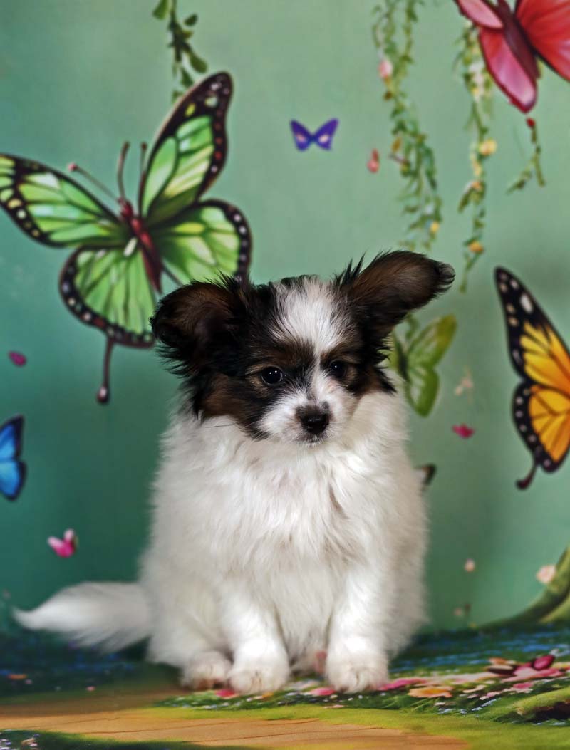 Папийоны  фото